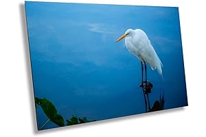 Pristine Plumage: Wall Art of Tranquil Egret Grace