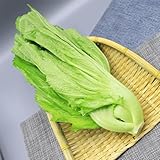 150 Pc Semillas De Mostaza, Plantas De Jardín, Plantas Perennes Resistentes, Cultivo De Hortalizas, Semillas De Mostaza Orgánica - Brassica Juncea - Semillas De Hortalizas De Invierno