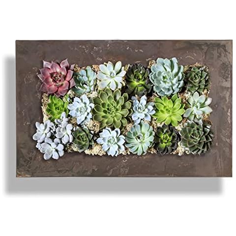 Vandue Succulent Planter Cover