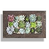 Modern Home Living Wall Galvanized Steel/Zinc Succulent Planter, Wall Mounted Garden Pocket Planter (Horizontal 18 Pocket, Rust Zinc)
