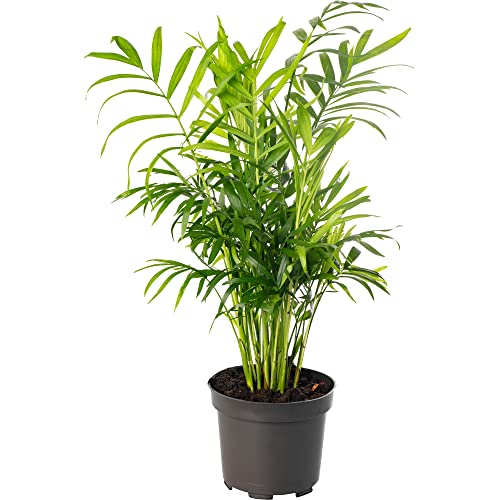 Chamaedorea Elegans Large Indoor House Plant Real Evergreen Tall Parlour Palm Big Exotic Rare Plants (30-40cm (Incl. Pot)) Chamaedorea Elegans Large Indoor House Plant Real Evergreen Tall Parlour Palm Big Exotic Rare Plants (30-40cm (Incl. Pot))