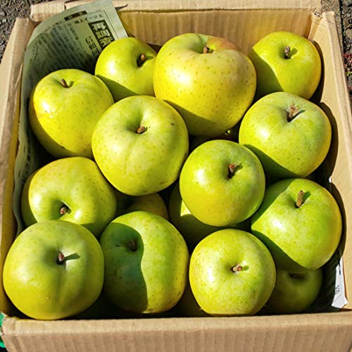 青森県産 家庭用 訳あり 青りんご 王林 3kg箱(通常梱包) 藤崎農園