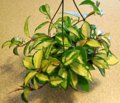 Hoya Carnosa Variagated - Beautiful Bloom Tropical - Wax House Starter Plant