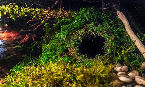 Galápagos (05348) Mossy Cave Hide, 6", Green Sphagnum