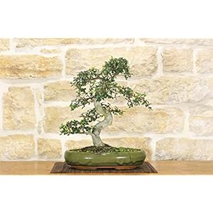Chinese iep bonsai (128)