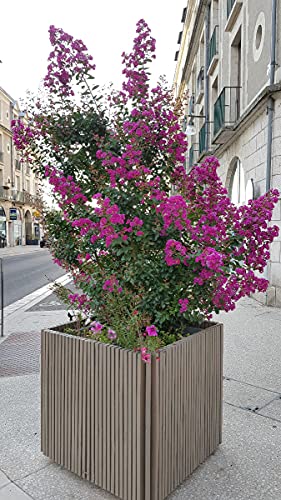 Lagerstroemia indica 'Violacea' / Lilas des Indes à fleurs violettes/Conteneur de 7 à 10 litres