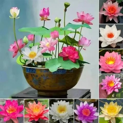 Aquatic Lotus Seeds for Home Gardening in Water Pots, Indoor Living Room Water Plants or Outdoor Pond Seed Planting, pack of 100-image-37