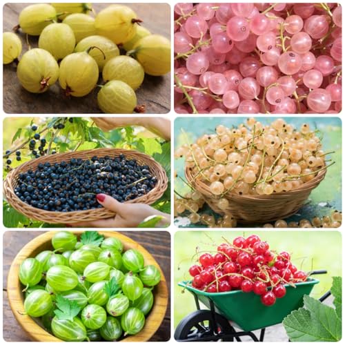 semi di ribes uva spina - uva spina - resistenti all'esterno sapote, resistenti rare, interno 100pcs