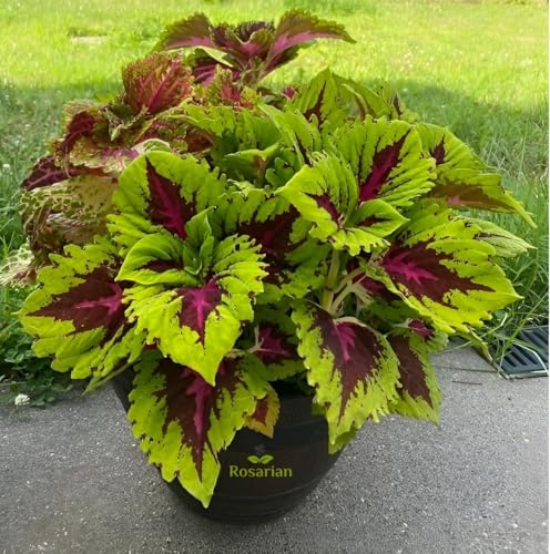 Rosarian® Coleus Kong Red Green Live Colorful Foliage House Plant | Easy to Grow Indoor Outdoor Ornamental Plant | 1 Healthy Coleus Plant
