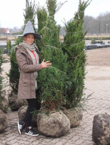 Eibe (Taxus baccata) : Amazon.de: Garten