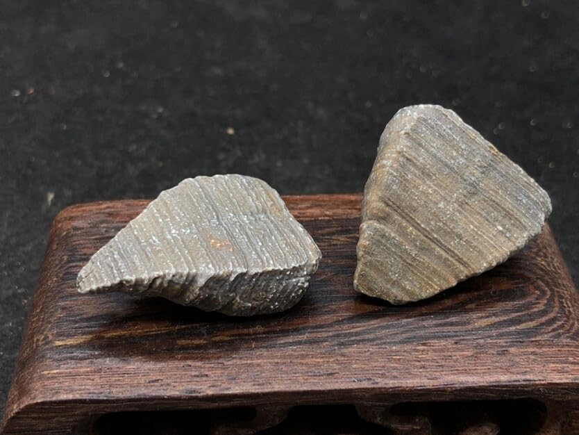 Rare Exquisite Morocco Coral Fossils from the Ice Age