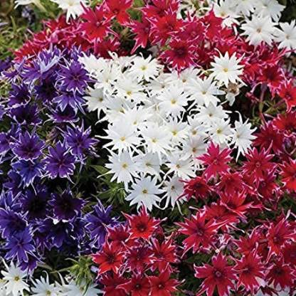 Green World PHLOX TWINKLE STAR MIXED FLOWER SEEDS FOR KITCHEN GARDENINIG (200 seeds) (B09KV67QPB) Amazon Price History, Amazon Price Tracker