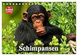 Schimpansen (Tischkalender 2023 DIN A5 quer), Calvendo Monatskalender