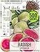 Package of 500 Seeds, Watermelon Radish (Raphanus sativus) Non-GMO Seeds by Seed Needs