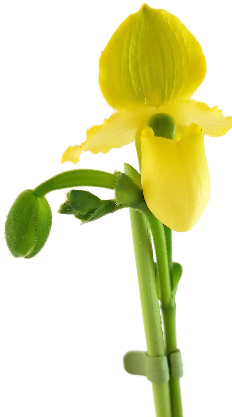 große weiße orchideen weiße Orchidee 🤍 Elegante blühende Pflanze München main image 0