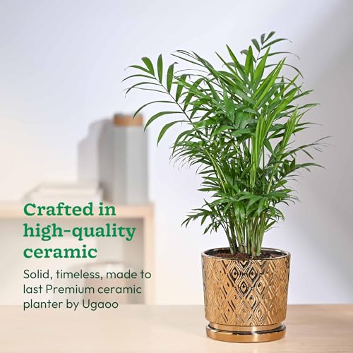 Image of UGAOO Peacock Ceramic Pot - 5 Inch | Indoor Ceramic Plant Pot | Flower Pot for Living Room | Small planters for Indoor Plants (Gold)