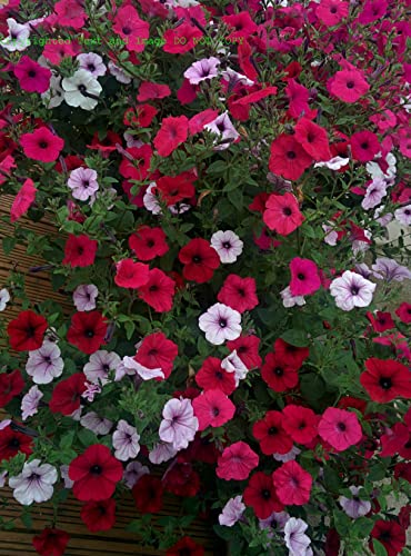 Petunia Tidal Wave Seeds Huge Large Spectacular Spreading Upto 6ft Spread