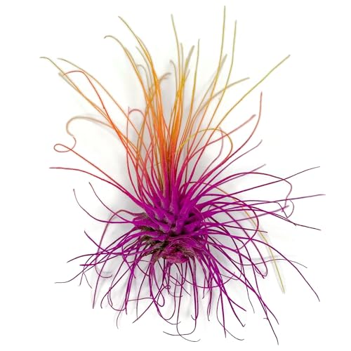 Image of Thin Air Plant, Guatemala Tillandsia Live Airplant, Healthy Arrival Guaranteed, Great Indoor Plant, Home Decor & Gift (Rainbow #3)