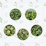 200 piezas de semillas de cobertura del suelo de tomillo limón, semillas de hierbas de jardín, invernadero de hierbas, jardín interior, plantas para balcón, semillas de hierbas orgánicas, plantas