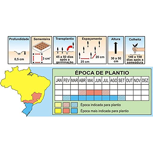 Sementes de Alho Porró Gigante Pcte C/ 100 Gramas