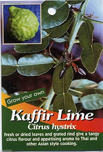 5 Kaffir Lime Seeds-citrus Hystrix-makrut, or Magrood, Leaves Are Highly Aromatic