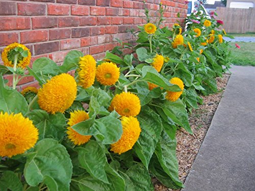Creative Farmer Flower Seeds : Sunflower Teddy Bear (Helianthus) Flower Seed For Home Flower Seeds For Autumn Sowing Garden [Home Garden Seeds Eco Pack] Plant Seeds (B078RGWW59) Amazon Price History, Amazon Price Tracker