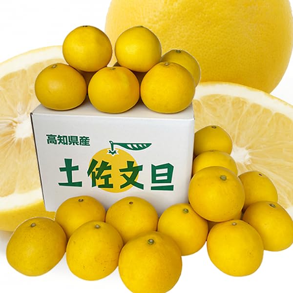 64.高知特産 露地栽培 土佐文旦 4L限定 文旦 約20kg 大玉 サイズ 土佐文旦 10kg 4L ご家庭用 文旦 ぶんたん 植田農園 高知 黒潮町 柑橘