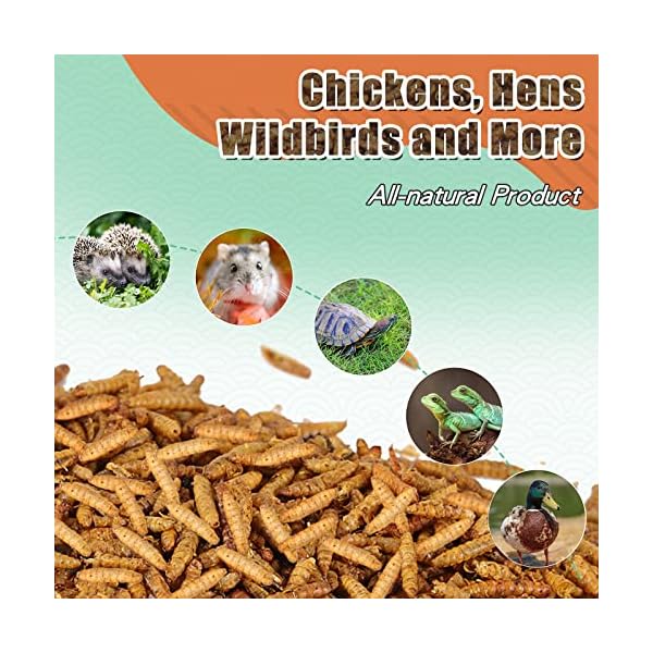 LuckyQworms Dried Black Solidier Fly Larvae 11LBS, 85X More Calcium