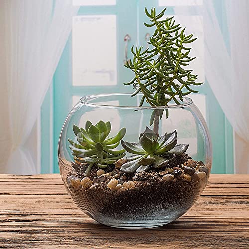 Vaso Aquario De Vidro Vaso Redondo 2 L