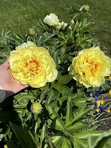 Bartzella Itoh Peony: 1 Gallon Plant