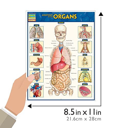 Anatomy of the Organs: QuickStudy Laminated Reference Guide