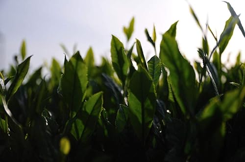 Miniatura 4 de The Tao of Tea, Yuzu Matcha, 3 onzas