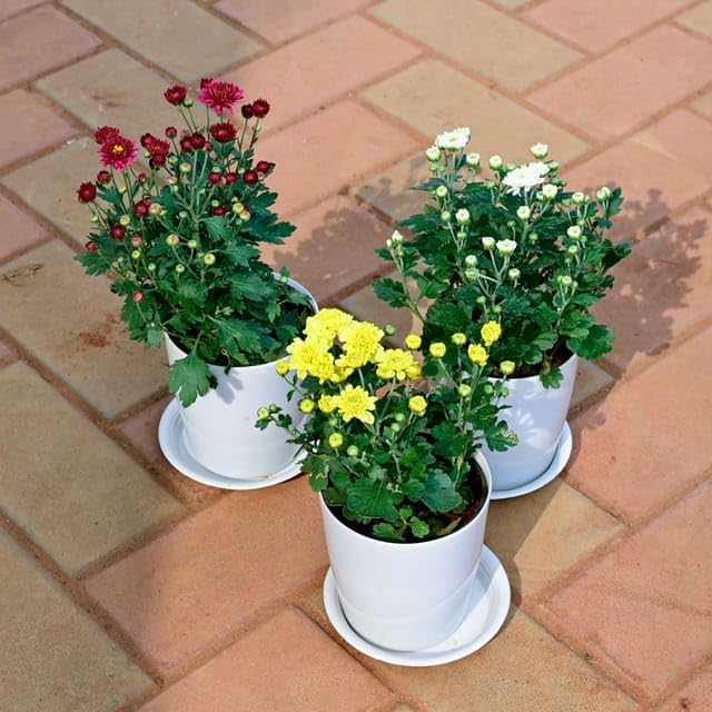 See full amazon price history chart for Set of 3 - Chrysanthemum/Guldawari/Guldaudi (White, Yellow & Red) in 5 Inch Plant Natural Miniature Live home Garden White Premium Sphere Perennial plants Pot with Tray Set of 3 - Chrysanthemum/Guldawari/Guldaudi (White, Yellow & Red) in 5 Inch Plant Natural Miniature Live home Garden White Premium Sphere Perennial plants Pot with Tray (B0CYZ2LS3R) Amazon Price History, Amazon Price Tracker