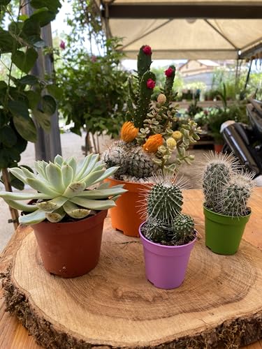 Set di 4 succulente - Piante grasse assortite