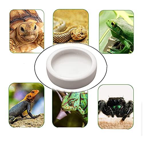 Tfwadmx 2 Pack Reptile Food Bowl, Mini Ceramic Water Feeder Bowl, Reptile Worm Feeding Dish for Lizard Turtle Bearded… - Image 7