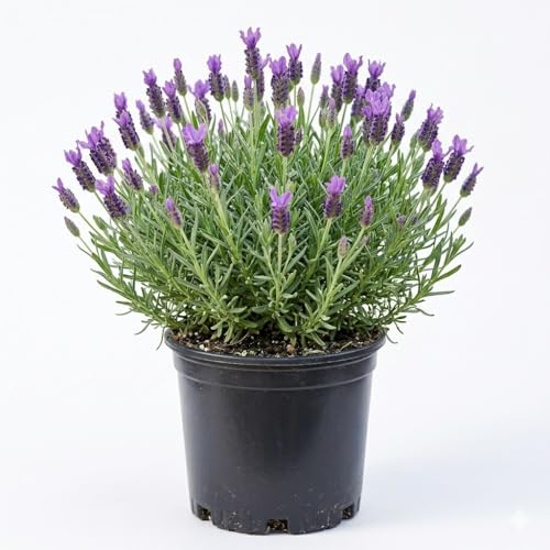 Image of Live Lavender Plant with Pot | Fragrant Purple Flowering Herb Plant | Aromatic Medicinal Indoor Outdoor Plant for Home Garden Balcony Terrace Kitchen Decor | Pack of 1
