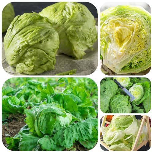 semillas de lechuga iceberg, para bancales elevados lechuga iceberg fresca de variedades antiguas 1200pcs