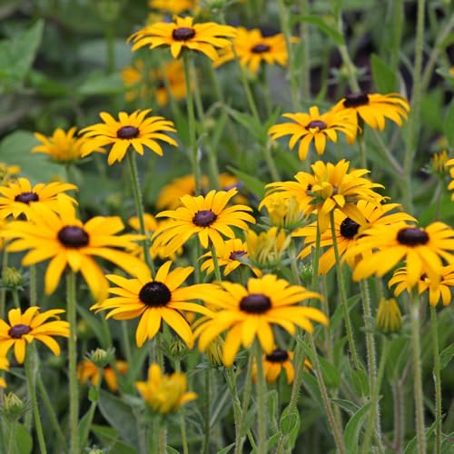 Image of YouGarden Rudbeckia 'Goldsturm', 3 x Established Plants in 9cm Pots, Long-Flowering, Pollinator-Friendly Garden Plants