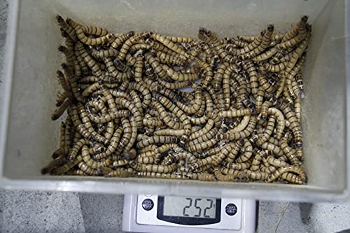 (生き餌)ジャイアントミルワーム 250g(ジャイアントロイヤルワーム)※季節に合わせて梱包発送。 (M(約5~6cm))