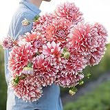 Compositae, Dahlia, hierba perenne con enormes raíces en forma de varilla