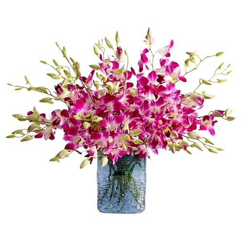 1800 Flowers – 20 Stem Exotic Breeze™ Orchids (Blue Textured