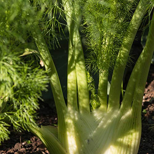 Florence Fennel - 1 G ~300 Seeds - Heirloom, Open Pollinated, Non-Gmo, Culinary Herb Gardening & Micro Greens Seeds #TOP4