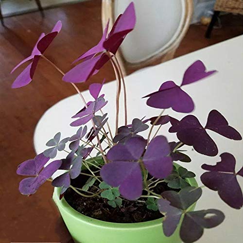 Plantes de trèfle violet - belle plante en pot - bulbes Oxalis Triangularis (7)