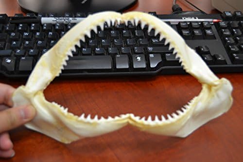 Real Black Tip Shark Teeth Tooth Jaw Mouth Craft 10"