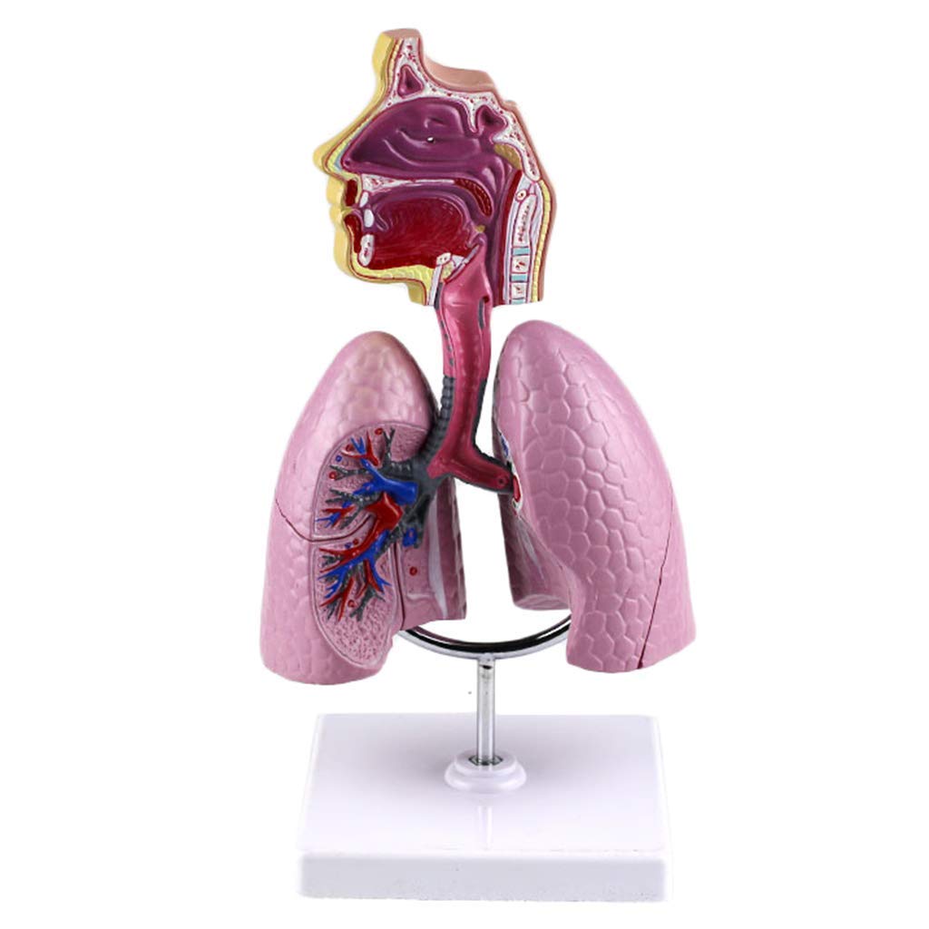 Human Respiratory System Model -Removable Human Organ Anatomical Anatomy Model -Human Internal Organs Nasopharyngeal Anatomy Respiratory Lung Structure Teaching Model