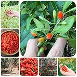300 piezas Semillas de baya de goji, baya de goji, Semillas de bonsái, plantas en macetas resistentes al exterior. Bayas de goji rojas, Lycium chinense, plantas de balcón de fruta