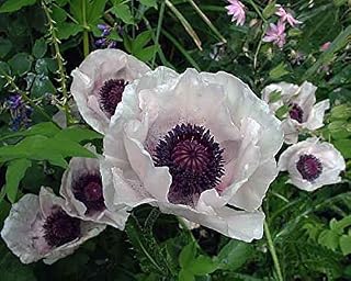Pack X6 Poppy Papaver Orientale Checkers 'Royal Wedding' Perennial Garden Plug Plants