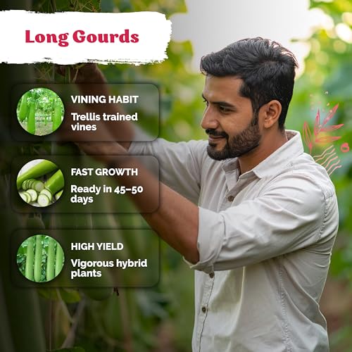 image for KVITER 15 Nam Tao Ngam Gourd Seeds (Lagenaria siceraria) – Calabash 