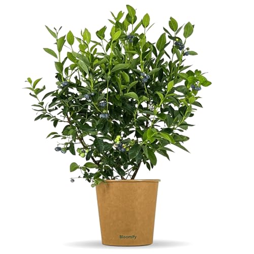 Bloomify Balkon-Blaubeere Bodo | 50 bis 60 cm große Heidelbeeren Pflanze | reich tragende Blaubeere | Vaccinium corymbosum für Topf und Freiland | pflegeleicht und winterhart