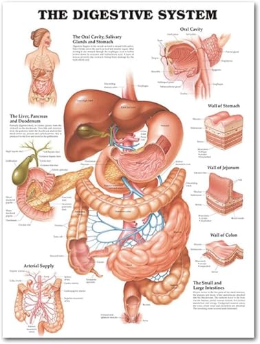 Generic - Digestive System Anatomy And Physiology Classic Jigsaws 1000 Pieces, Human Body System Wall Art Picture, For Intellectual Challenge Creative Toy Gifts 50X75Cm